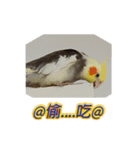 ペットオカメインコ：リトルトマトの日常（個別スタンプ：30）