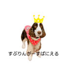 EnglishSpringerSpaniel WOODS 4（個別スタンプ：1）