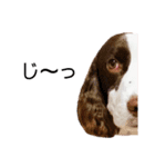 EnglishSpringerSpaniel WOODS 4（個別スタンプ：3）