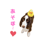 EnglishSpringerSpaniel WOODS 4（個別スタンプ：4）