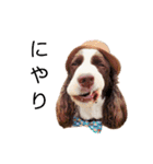 EnglishSpringerSpaniel WOODS 4（個別スタンプ：6）