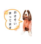 EnglishSpringerSpaniel WOODS 4（個別スタンプ：7）