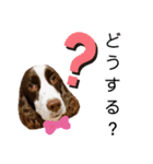 EnglishSpringerSpaniel WOODS 4（個別スタンプ：8）