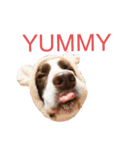 EnglishSpringerSpaniel WOODS 4（個別スタンプ：9）