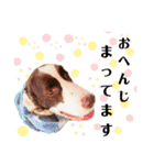 EnglishSpringerSpaniel WOODS 4（個別スタンプ：11）