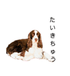 EnglishSpringerSpaniel WOODS 4（個別スタンプ：12）