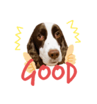 EnglishSpringerSpaniel WOODS 4（個別スタンプ：13）