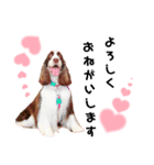 EnglishSpringerSpaniel WOODS 4（個別スタンプ：14）