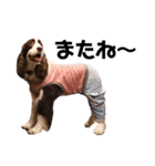 EnglishSpringerSpaniel WOODS 4（個別スタンプ：15）