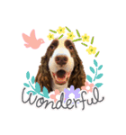 EnglishSpringerSpaniel WOODS 4（個別スタンプ：16）