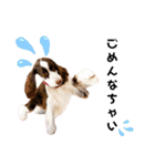 EnglishSpringerSpaniel WOODS 4（個別スタンプ：18）