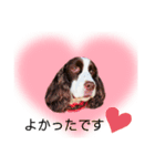 EnglishSpringerSpaniel WOODS 4（個別スタンプ：19）