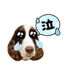 EnglishSpringerSpaniel WOODS 4（個別スタンプ：20）