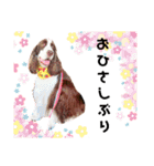 EnglishSpringerSpaniel WOODS 4（個別スタンプ：23）