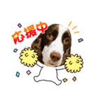 EnglishSpringerSpaniel WOODS 4（個別スタンプ：24）