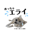飯田弁！巨大ポメと黒猫、イラスト付き（個別スタンプ：23）