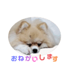 ぽめ 毎日使える基本スタンプ（個別スタンプ：3）