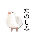 粘土の鳩さんスタンプ（個別スタンプ：8）