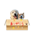 琥珀ちんとプリロンちゃん（個別スタンプ：19）