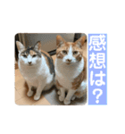 みんなのなかよし3人組（第二弾）（個別スタンプ：1）