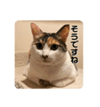 みんなのなかよし3人組（第二弾）（個別スタンプ：17）