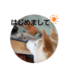 さくらと一緒 3（個別スタンプ：1）