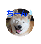 さくらと一緒 3（個別スタンプ：3）