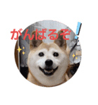 さくらと一緒 3（個別スタンプ：7）