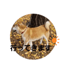 さくらと一緒 3（個別スタンプ：10）