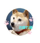 さくらと一緒 3（個別スタンプ：11）