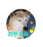 さくらと一緒 3（個別スタンプ：14）