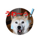 さくらと一緒 3（個別スタンプ：15）