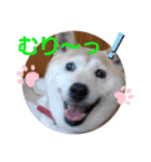 さくらと一緒 3（個別スタンプ：16）