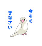 文鳥の福ちゃん（個別スタンプ：9）