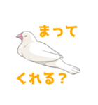 文鳥の福ちゃん（個別スタンプ：13）