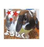 ♂ゆーま公式①(ウサギ・ホーランドロップ)（個別スタンプ：1）