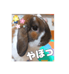 ♂ゆーま公式①(ウサギ・ホーランドロップ)（個別スタンプ：2）