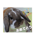 ♂ゆーま公式①(ウサギ・ホーランドロップ)（個別スタンプ：4）