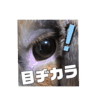 ♂ゆーま公式①(ウサギ・ホーランドロップ)（個別スタンプ：6）