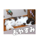 ♂ゆーま公式①(ウサギ・ホーランドロップ)（個別スタンプ：7）