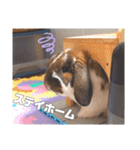 ♂ゆーま公式①(ウサギ・ホーランドロップ)（個別スタンプ：10）
