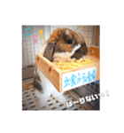♂ゆーま公式①(ウサギ・ホーランドロップ)（個別スタンプ：12）