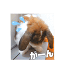 ♂ゆーま公式①(ウサギ・ホーランドロップ)（個別スタンプ：16）