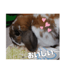♂ゆーま公式①(ウサギ・ホーランドロップ)（個別スタンプ：20）