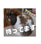 ♂ゆーま公式①(ウサギ・ホーランドロップ)（個別スタンプ：23）