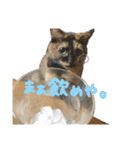 かぐらです。vol.2（個別スタンプ：5）