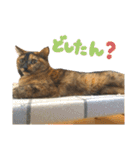 かぐらです。vol.2（個別スタンプ：6）