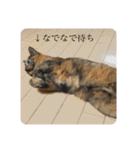 かぐらです。vol.2（個別スタンプ：12）