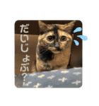 かぐらです。vol.2（個別スタンプ：19）