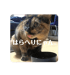 かぐらです。vol.2（個別スタンプ：22）